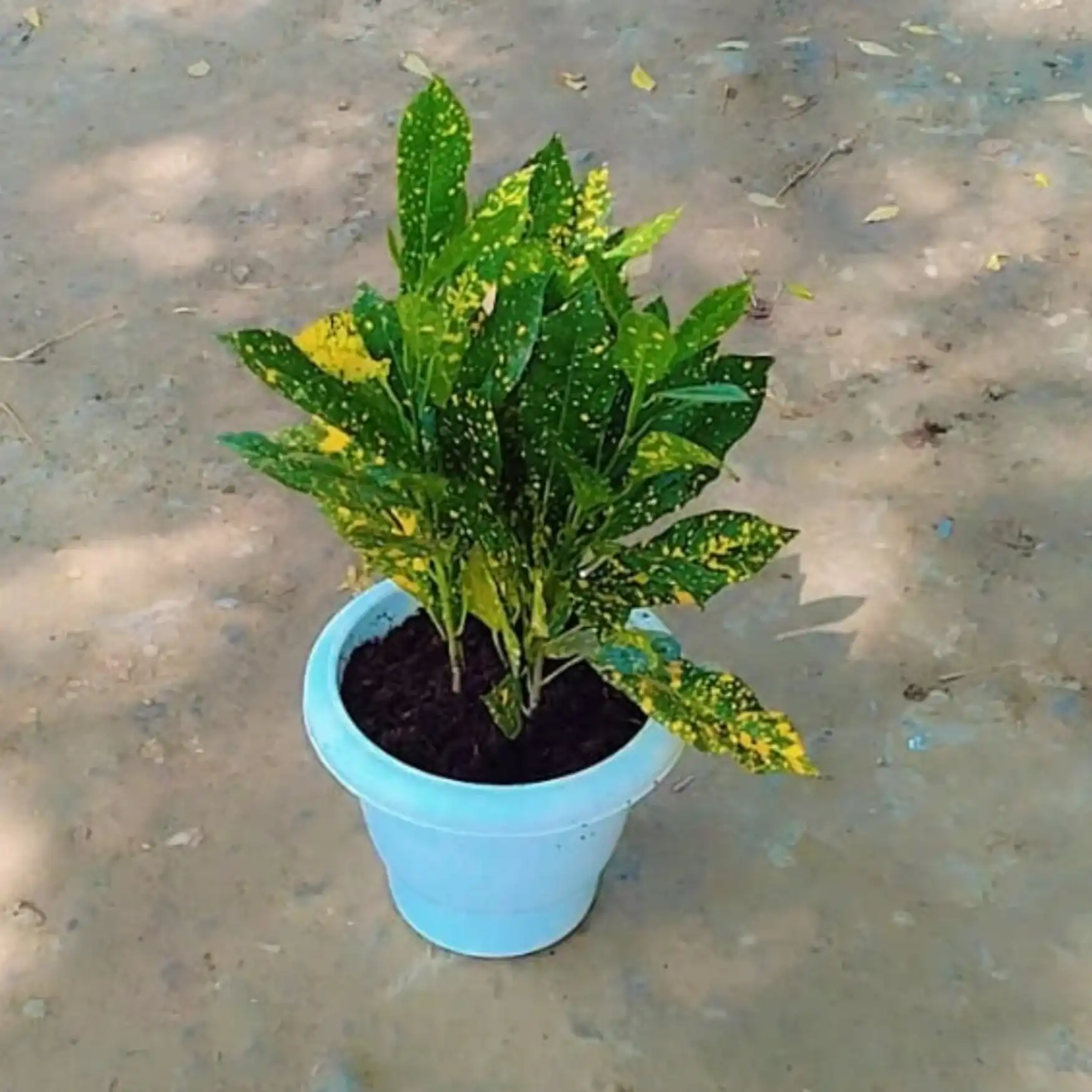 Lemon croton